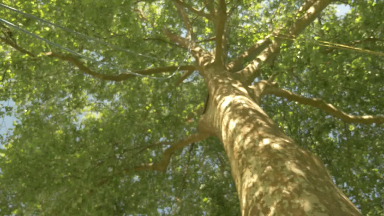 Abseiling down a tree at high speed