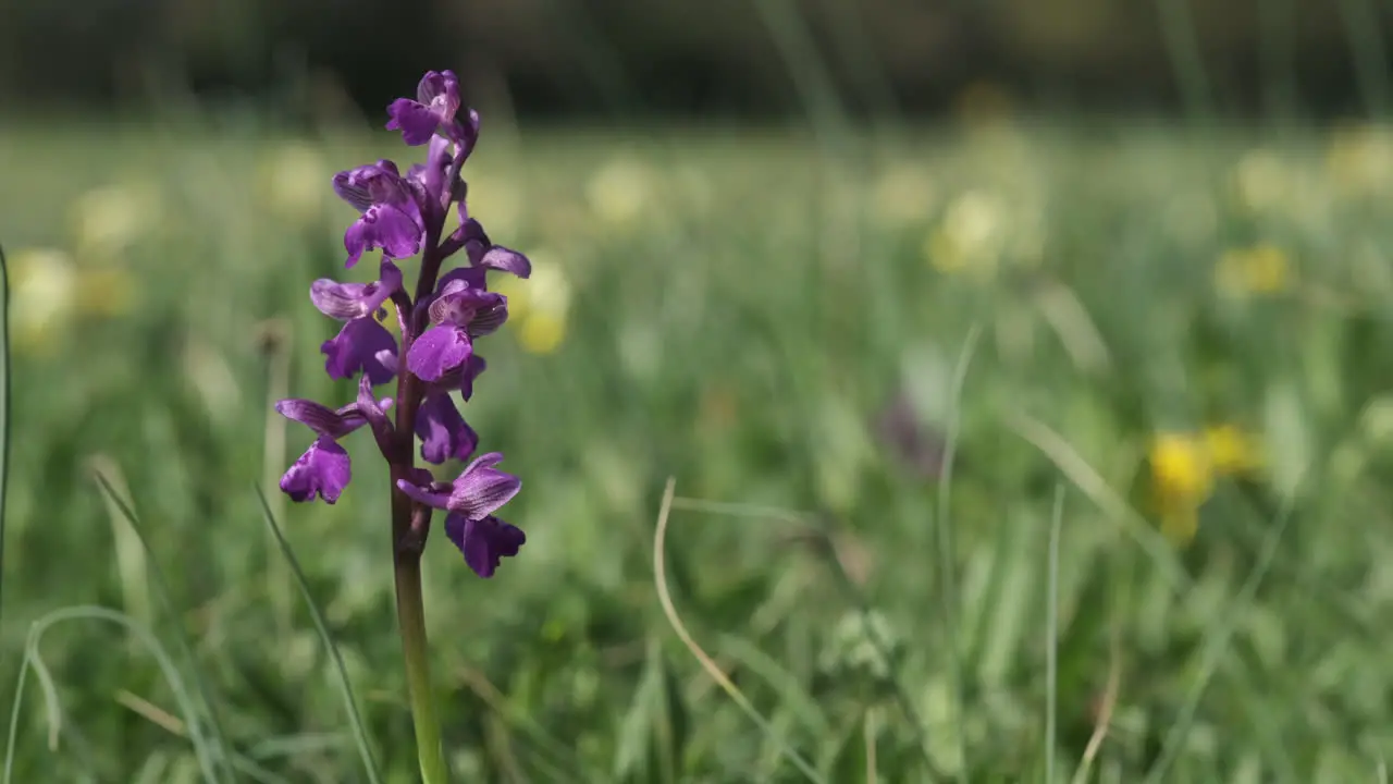 The rare Green Winged Orchid flowering in Spring in a meadow in Worcestershire England