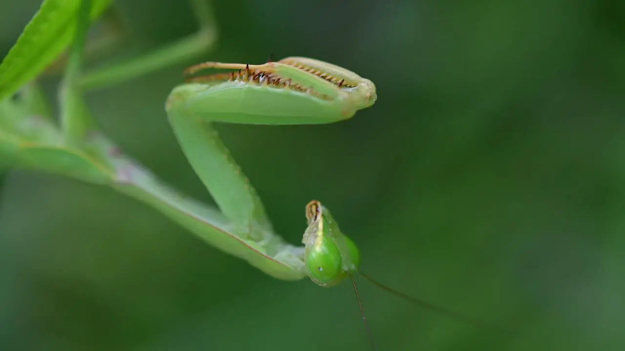 Praying Mantis Rhombodera megaera Thailand