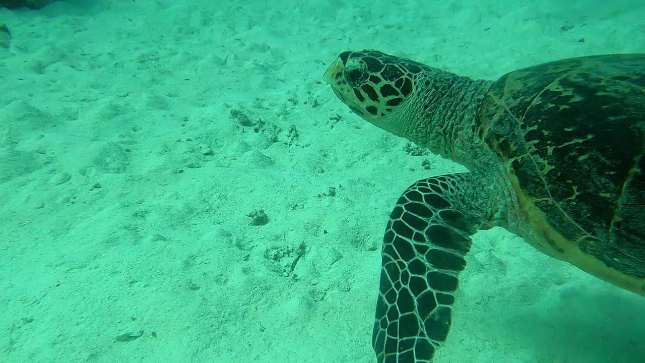 Closer capture followed by an action camera Green Sea Turtle Chelonia mydas Palau