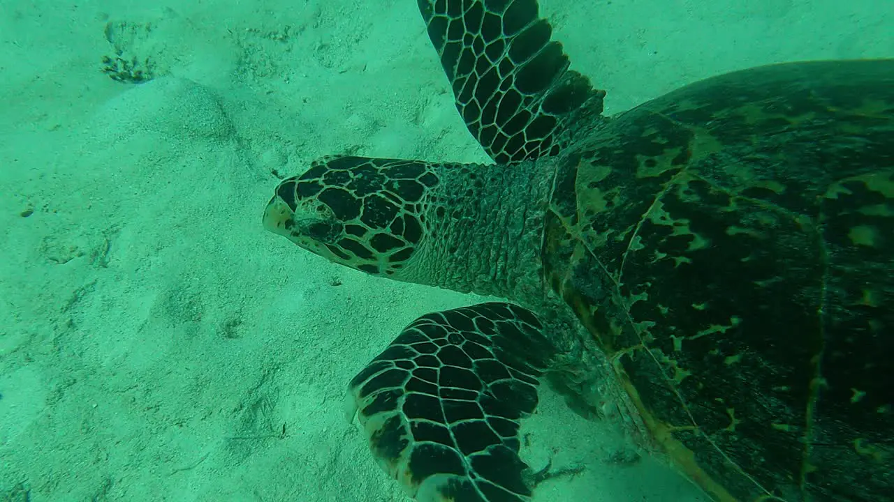 Seen from above followed by an action camera Green Sea Turtle Chelonia mydas Palau