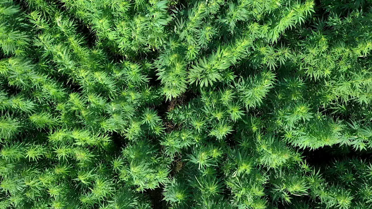 AERIAL Camera Down Shot of Flying Above Waving Cannabis Weed or Hemp Plants on a Sunny Brigt Day Shot at 50 FPS Slow Motion