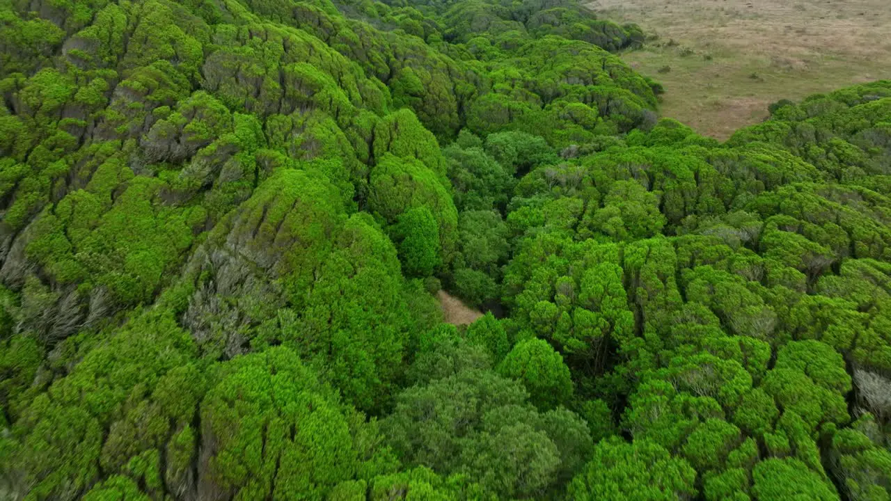 Flying Low Over stunning Magical Green Lands Virgin Nature San Francisco