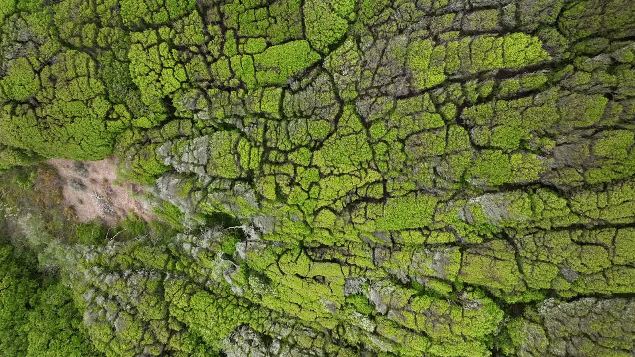 Overhead Shot Of Fabulous Green Forest Full Of Trees Sided By Side San Francisco