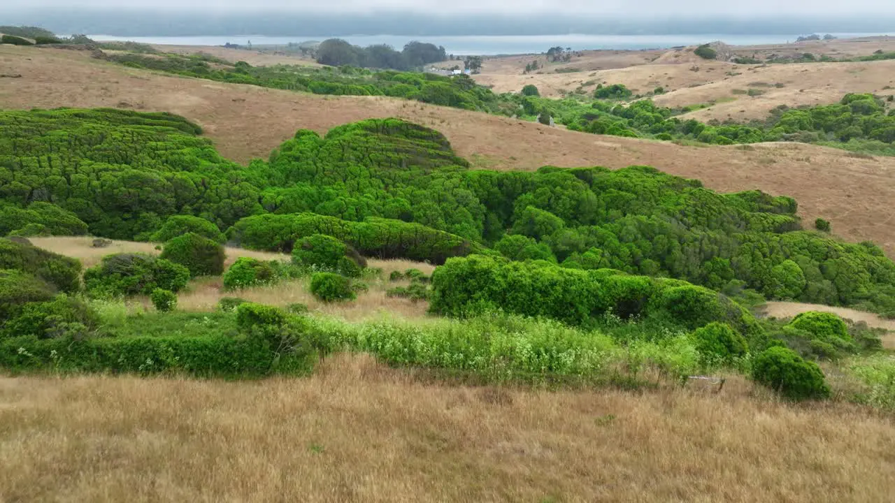 Tilt Reveal Shot Of Fantastic Natural Landscape Green Heaven On Earth San Francisco