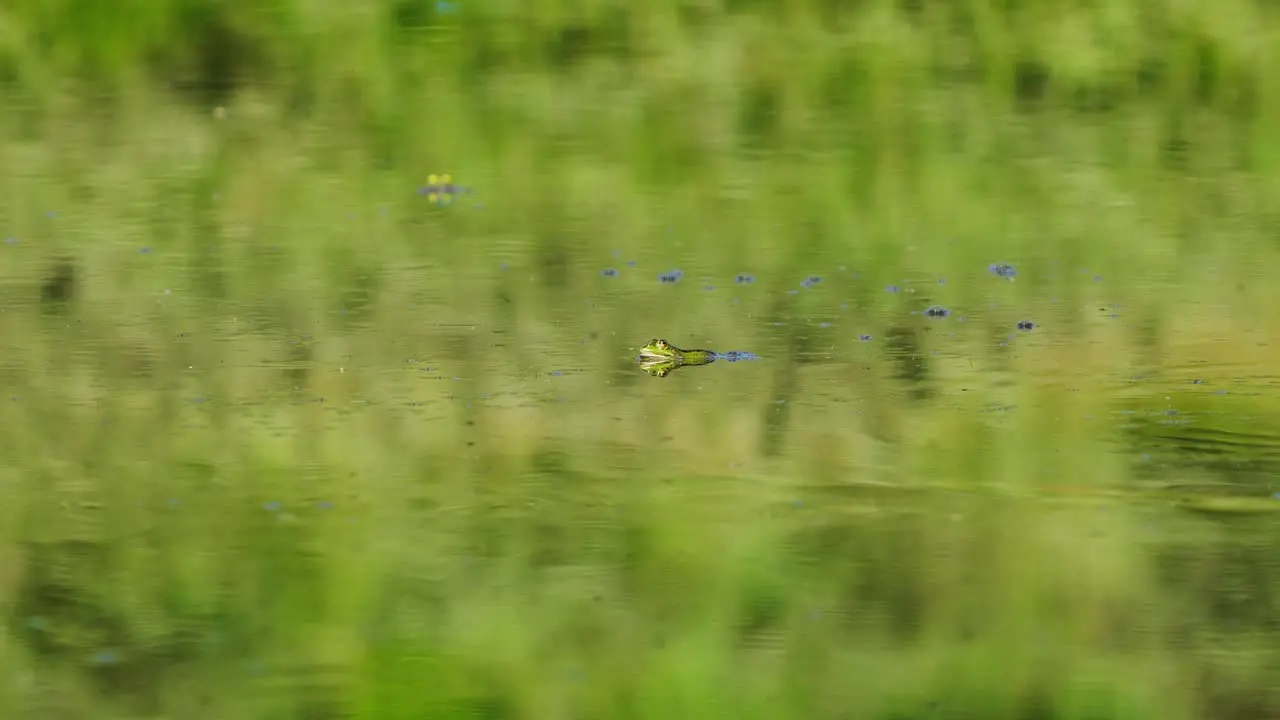 Green frog camouflaged on the surface of a fresh water pond