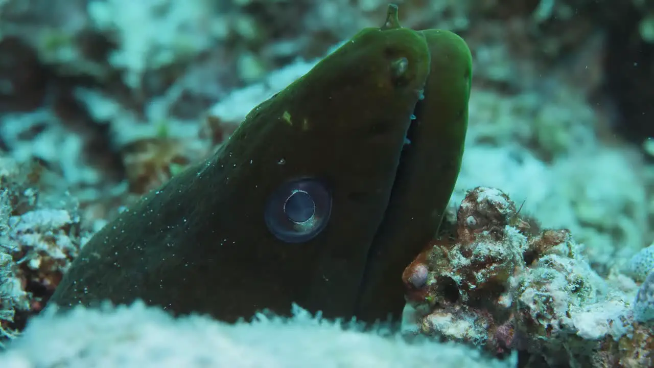 Beautiful Green moray with big round eyes