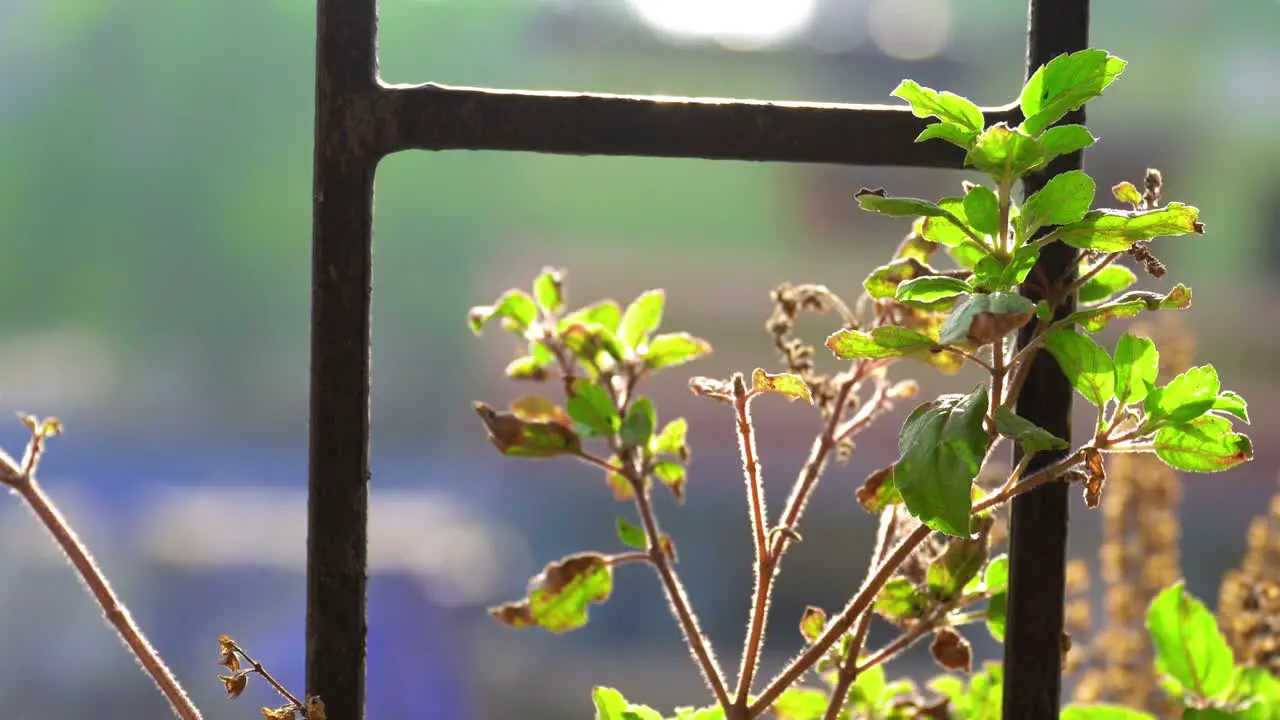 Sacred Tulsi plant in 4k Medicinal Holy basil plant leaves in morning India