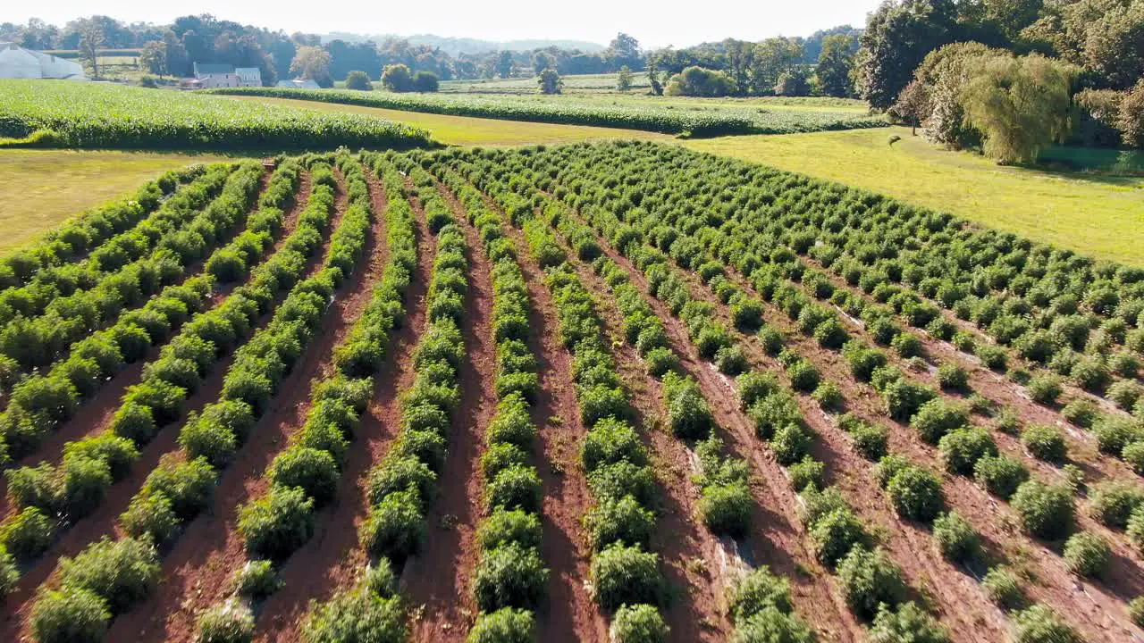 Forward dolly aerial shot of field full of hemp plants growing in Lancaster County Pennsylvania