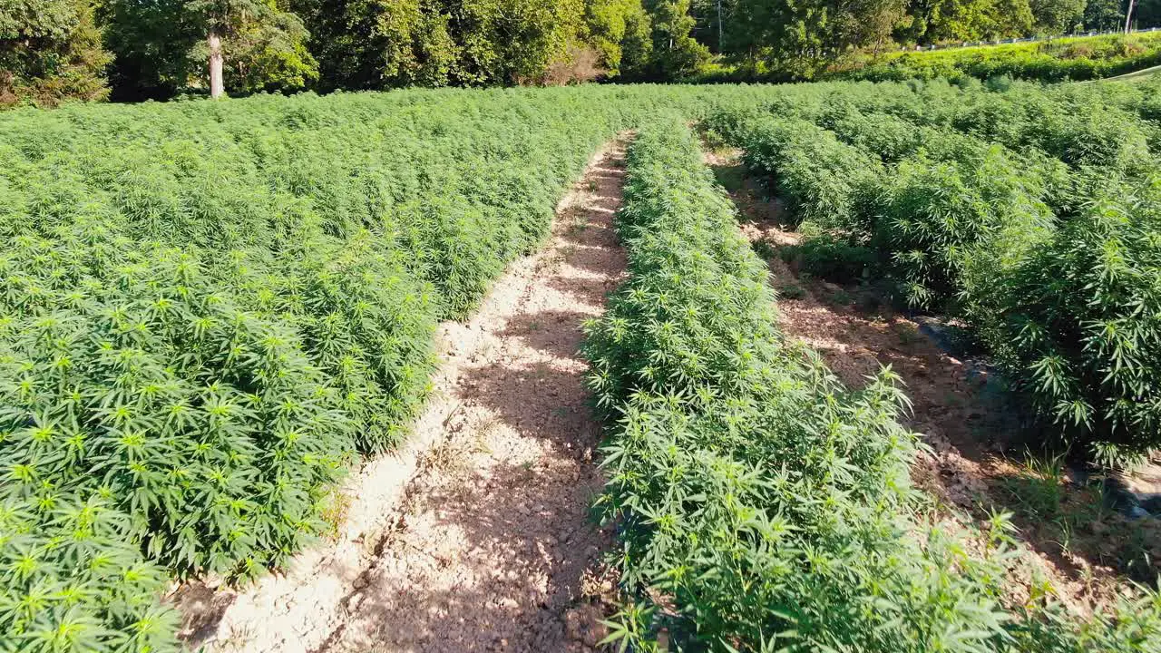 Slow forward dolly shot above medical marijuana plants growing in hemp field in Lancaster Pennsylvania USA