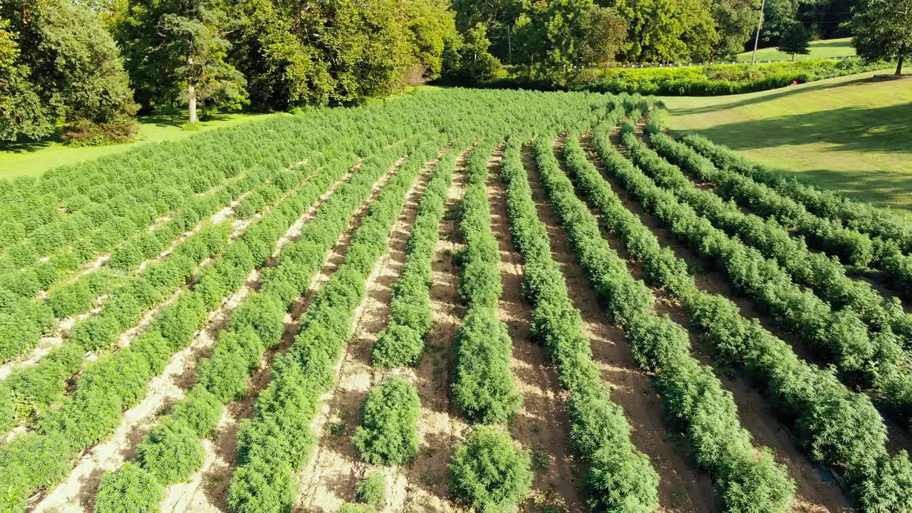 Backward tracking drone aerial shot of hemp marijuana plants bushes on sunny afternoon