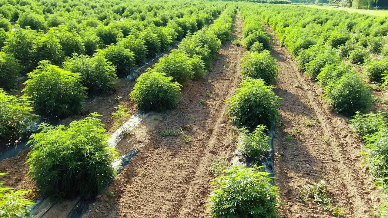 Slow aerial turn above legal medical marijuana industrial hemp plants in Lancaster Pennsylvania on a sunny summer afternoon