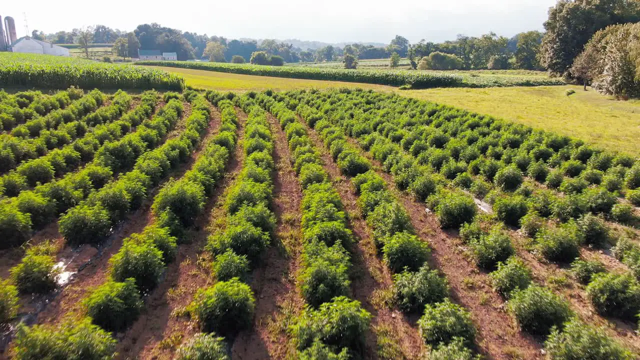 Aerial fast flight above field of hemp marijuana plants grown at rural Amish Lancaster County Pennsylvania farm