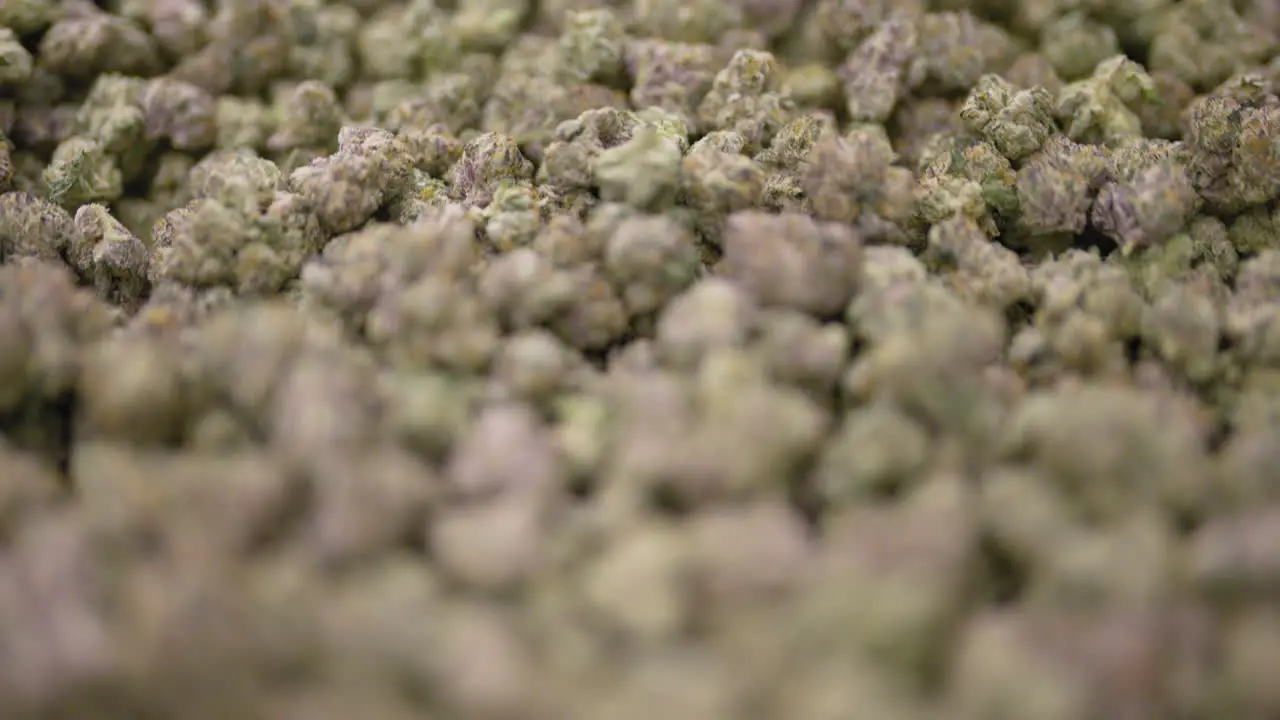 Camera flyover Marijuana nuggets white label cannabis production Close-up shot