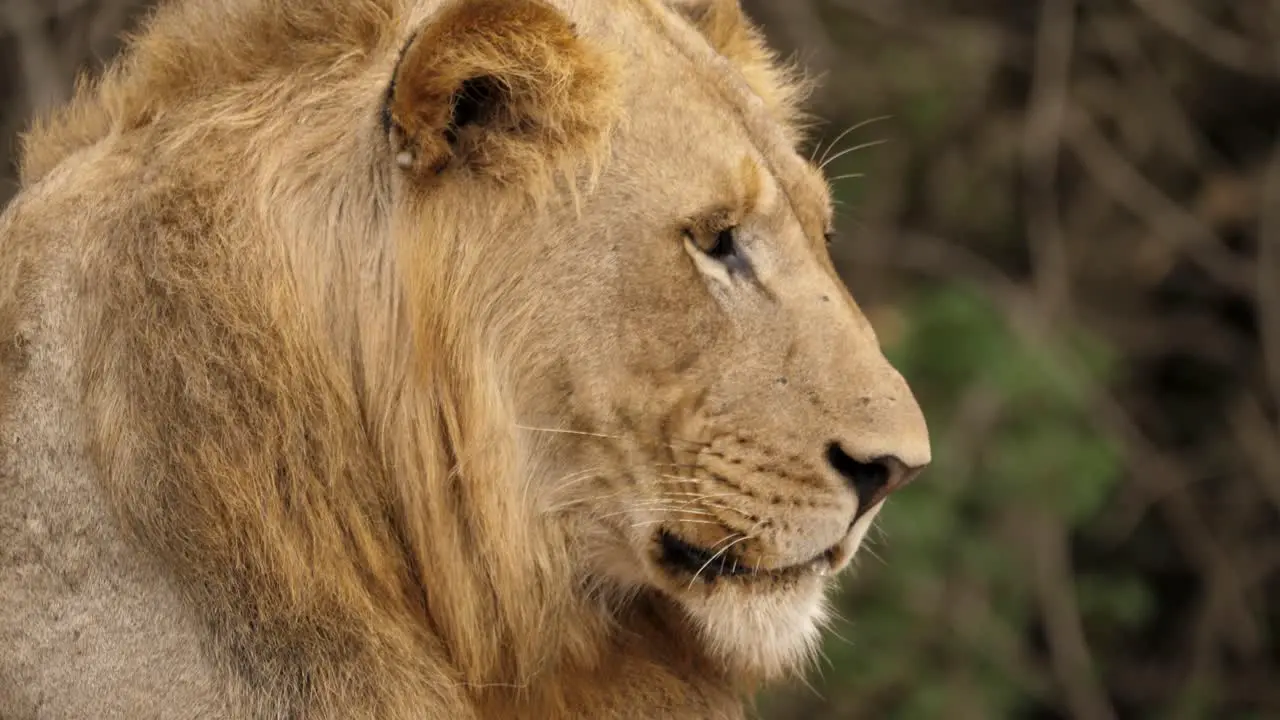 closeup of lion head as he looks around