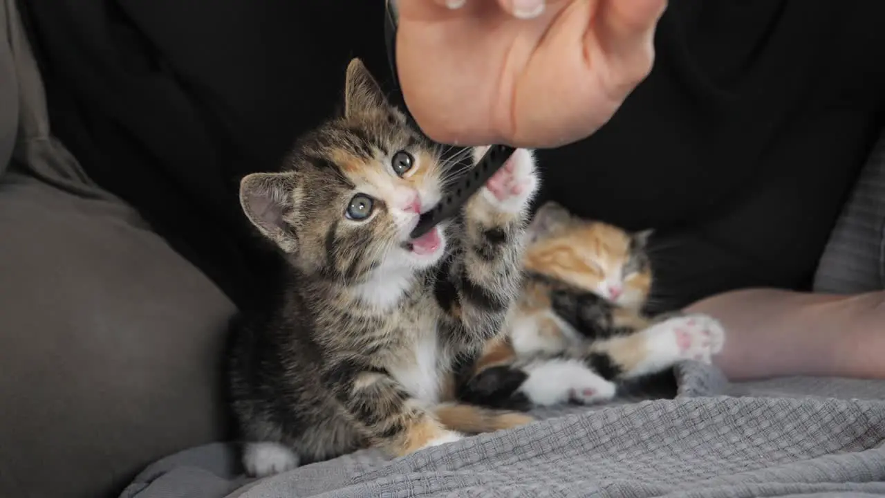 Slow motion shot of a kitten playing with human hand