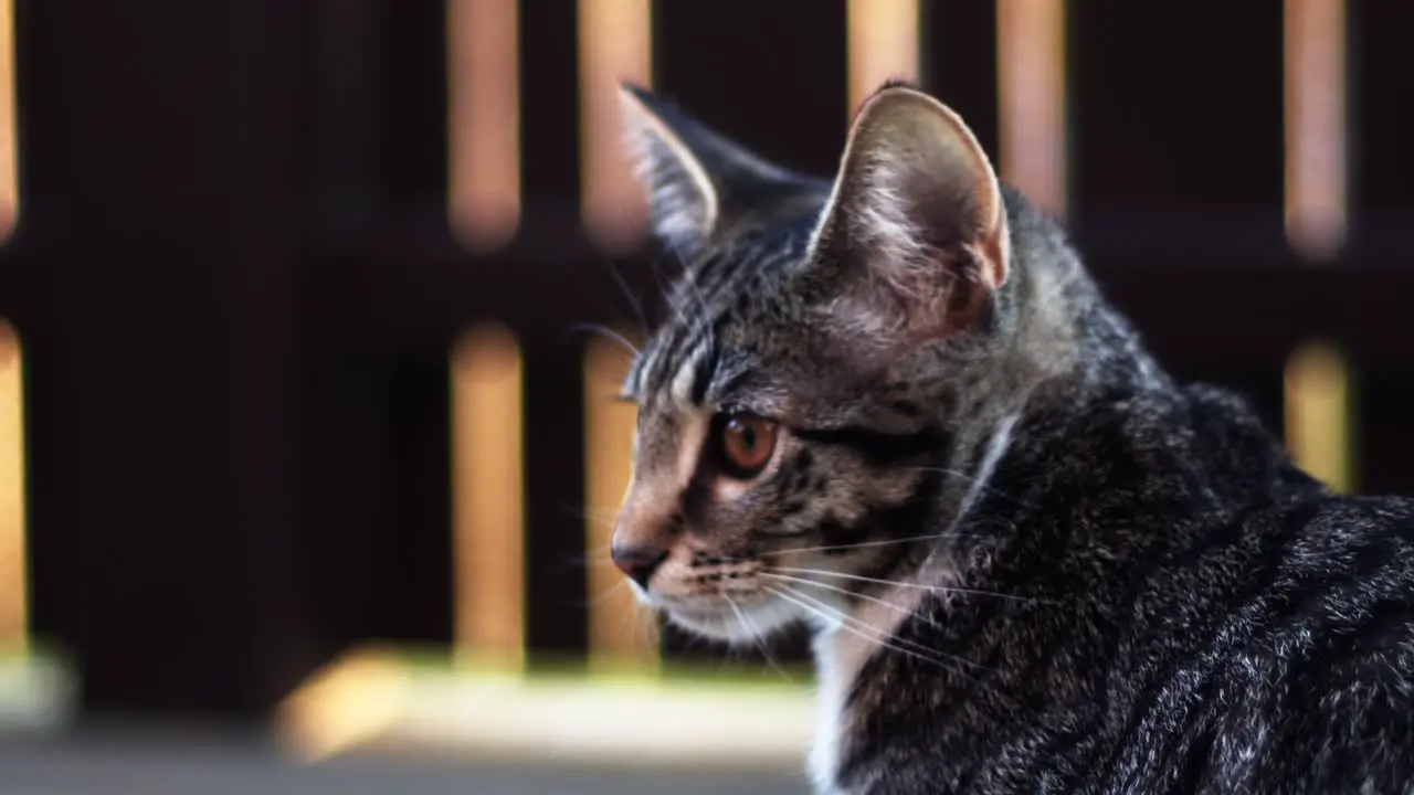 A cat looking up Looks concerned