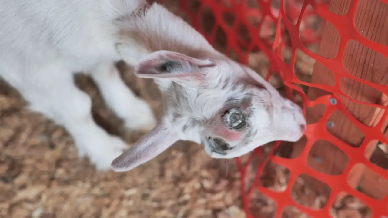 Baby goat with disbudding marks on head chews on plastic fencing