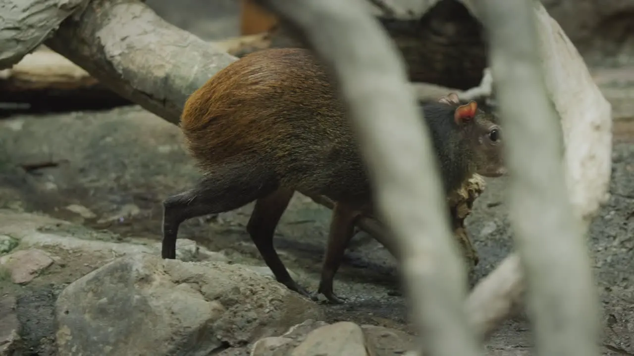 Amazing Brazilian Agouti walks under the cones of a large tree