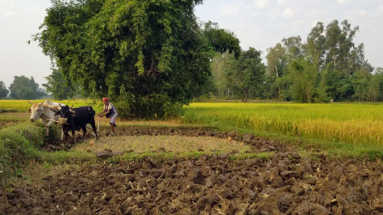 A man using his oxen to plow a rice paddy in Nepal