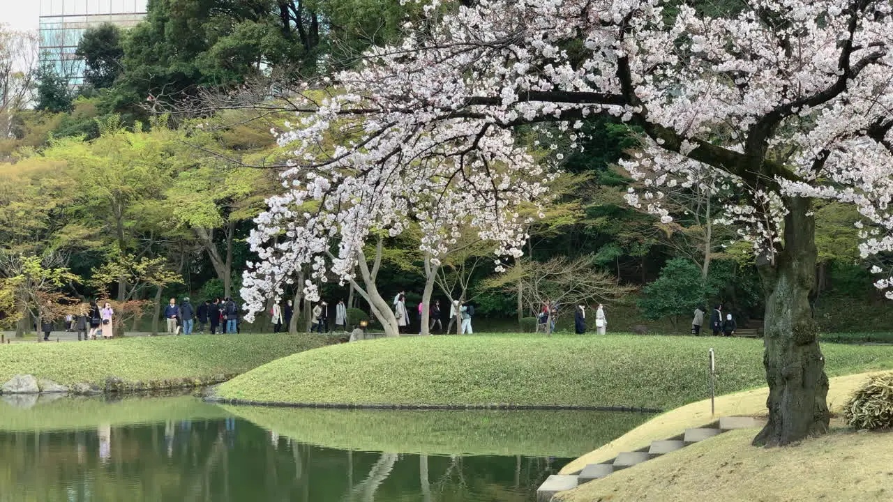 A wonderful cherry blossom tree in front of people walking at the shore of Koishikawa Botanical Garden lake