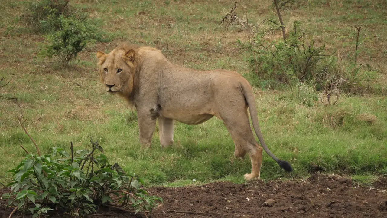 lion walking across dirt and stops to look