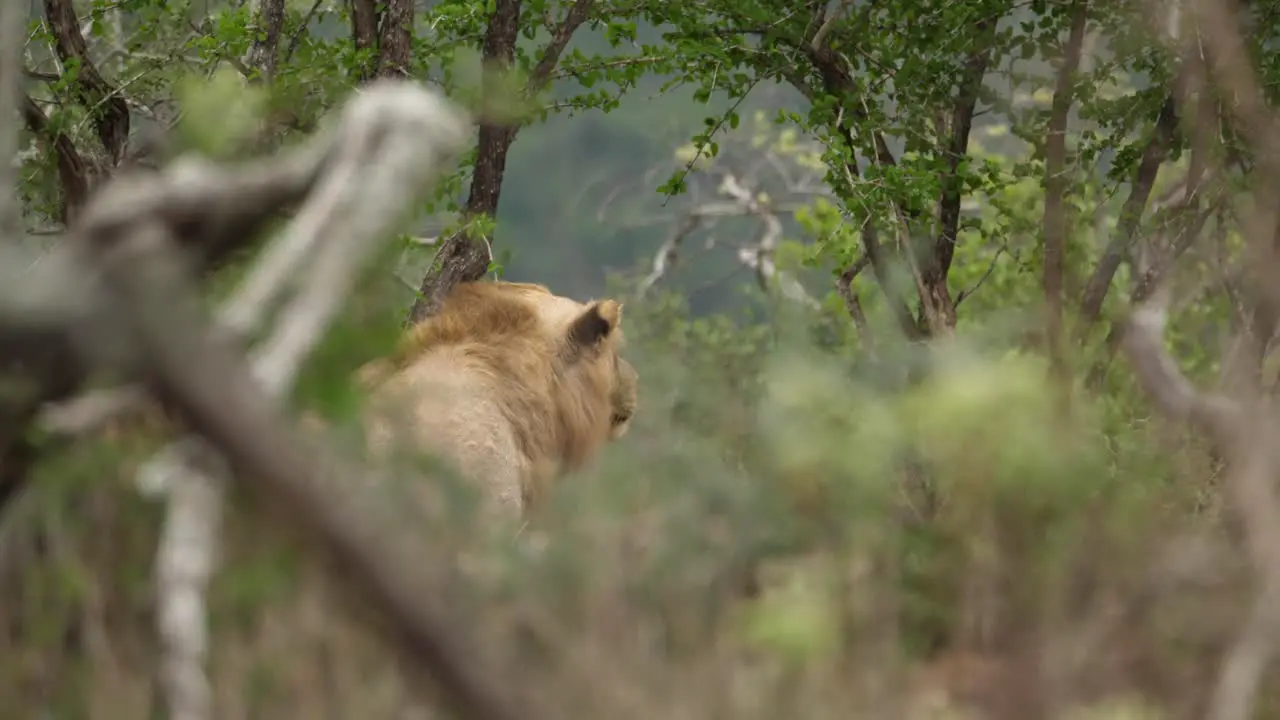 from a distance lion staring intently as he hunts