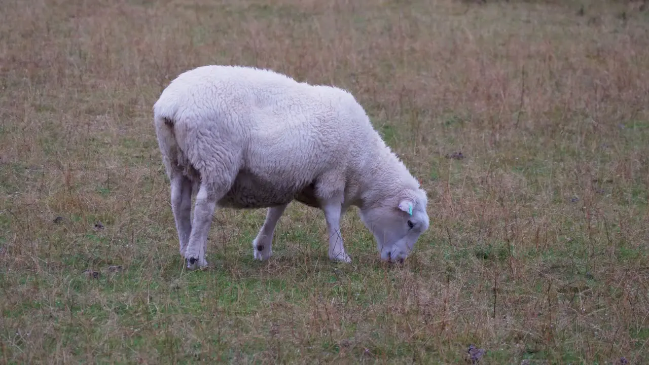 Merino sheep grazing in a field in New Zealand