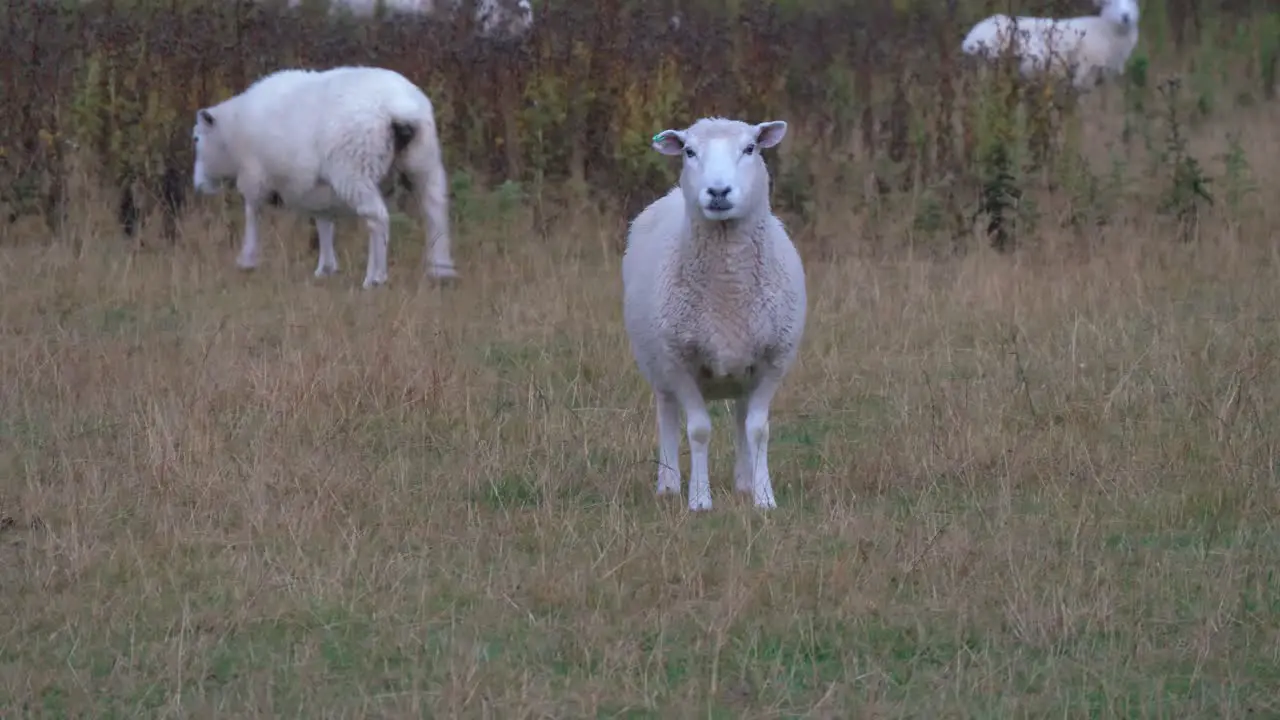 Curious merino sheep stares at camera in a paddock in New Zealand