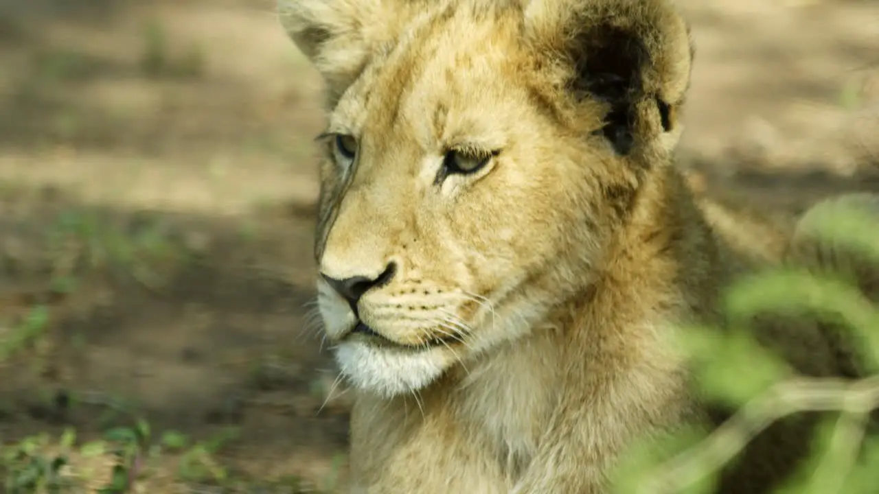 lioness face as she is laying down observing her surroundings