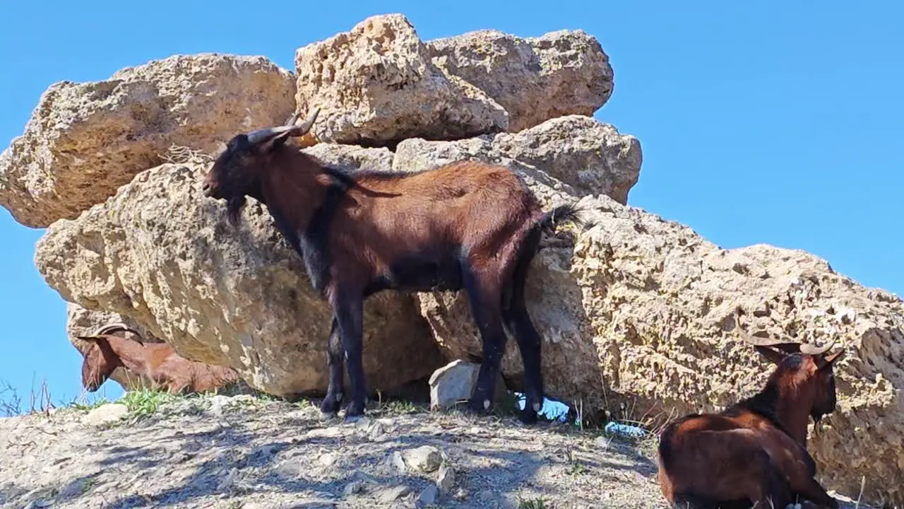 Mallorcan male goat with big horns