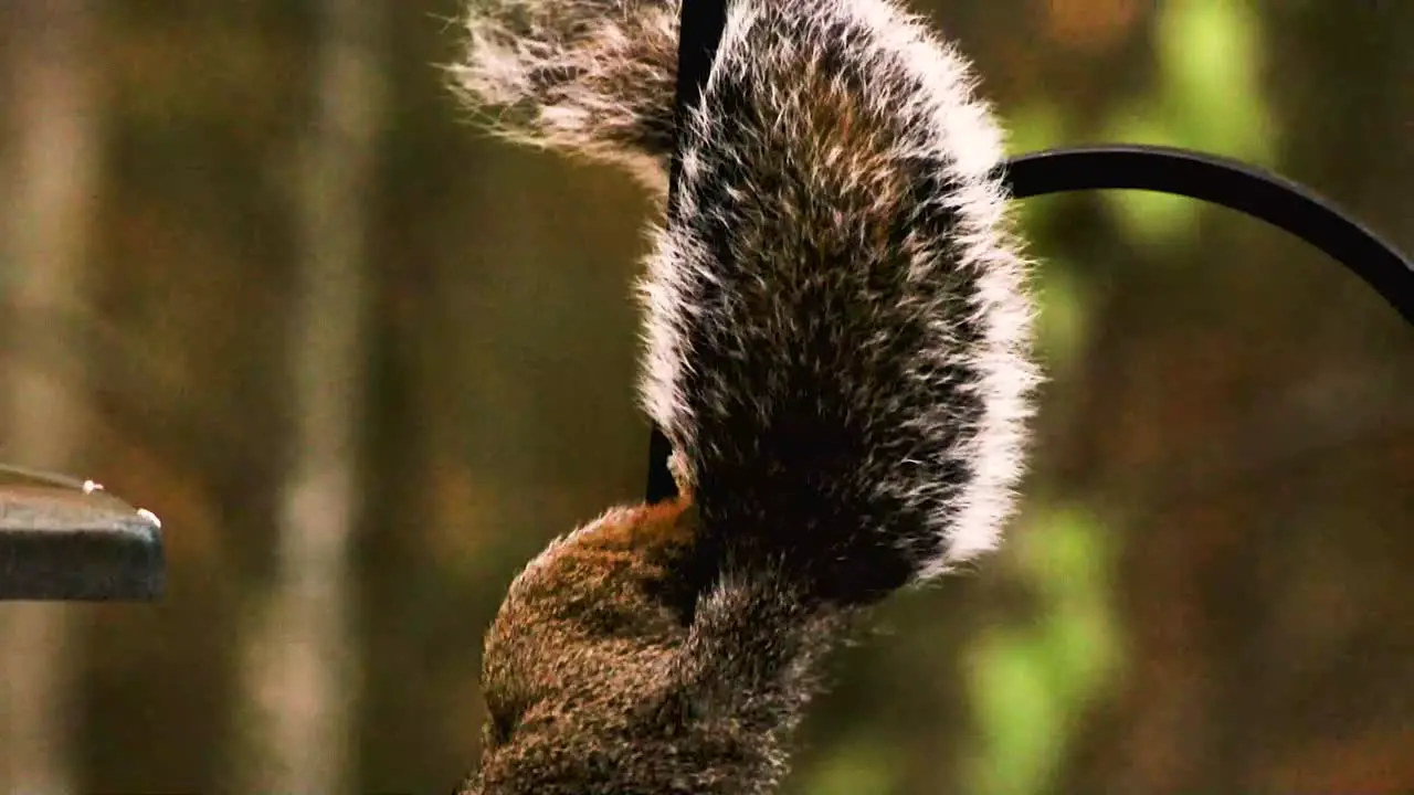 Squirrels are members of the family Sciuridae a family that includes small or medium-size rodents