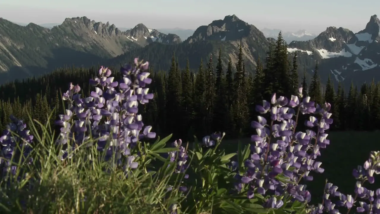 Purple lavender flowers grow in the Pacific Northwest