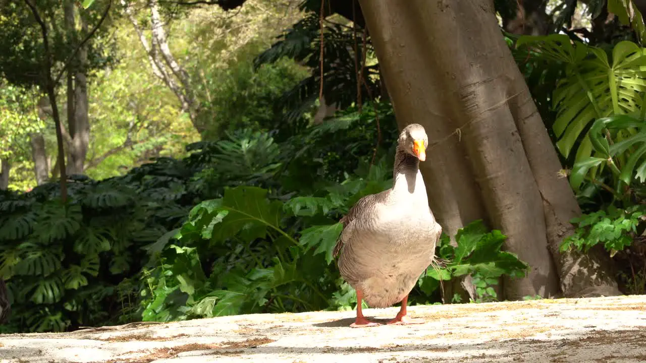 Charming Duck Taking A Sun Bath In A Historial Park Downtown Lisbon Tapada das Necessidades