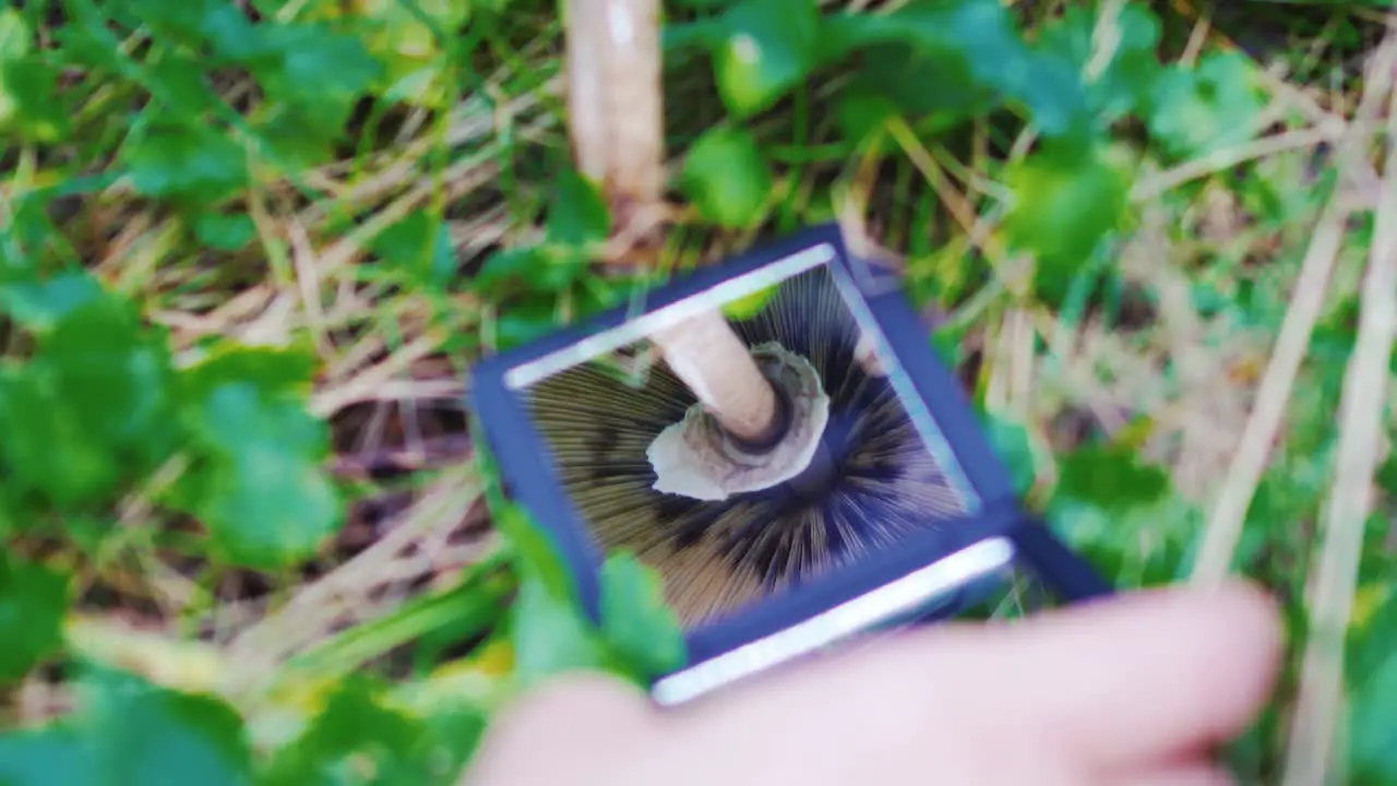 Inspecting mushroom gills using mirror to look under zoom in day