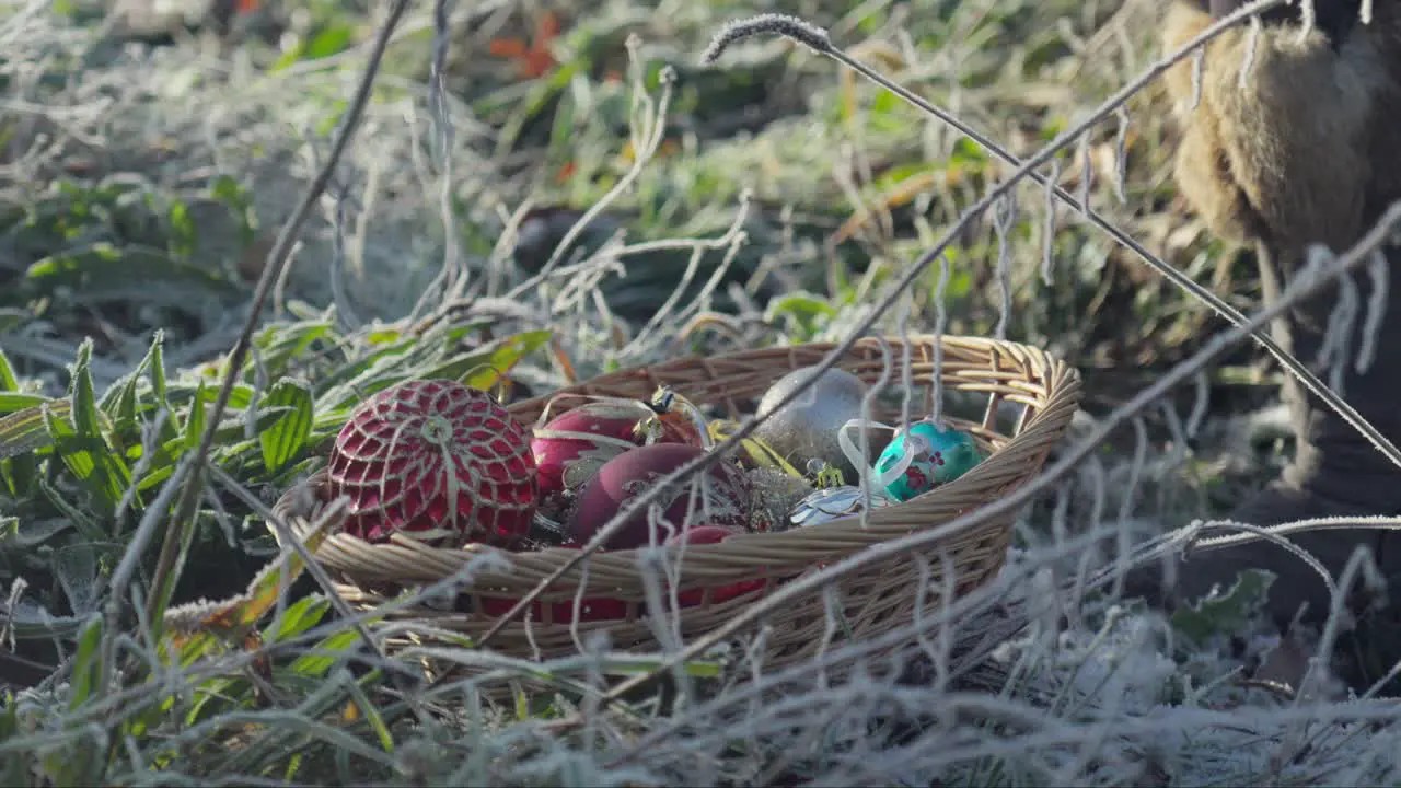 Picking golden Christmas decoration from weaving willow basket in cold sunny winters day