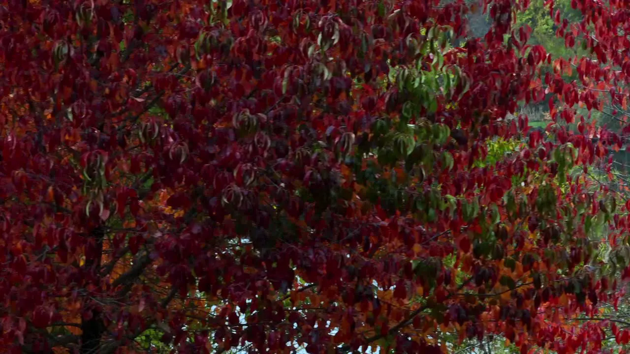 A low altitude aerial view of a tree with red leaves in a park on a cloudy day in autumn