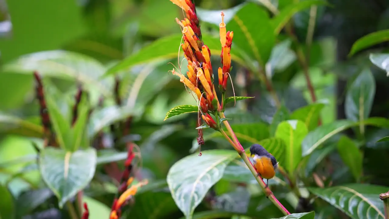 a male orange bellied flowerpecker bird perched on a yellow flower stem