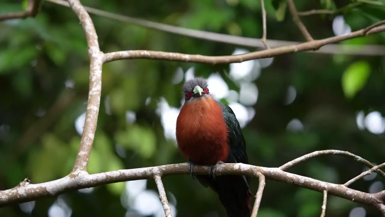 a chestnut-breasted malkoha bird is looking and right while perched on a branch