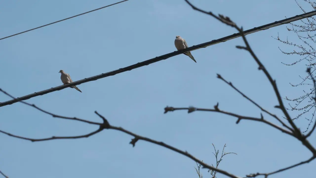 Two doves perched on a wire with a tree branch blowing in the foreground