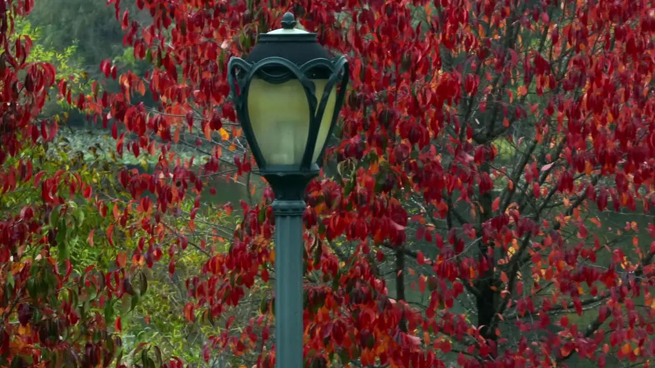 a low altitude aerial view of tree with red leaves in a park on a cloudy day in autumn