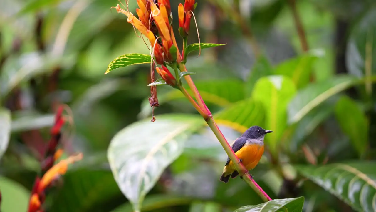 a male orange bellied flowerpecker bird looks like his chest is beating like his heart is working