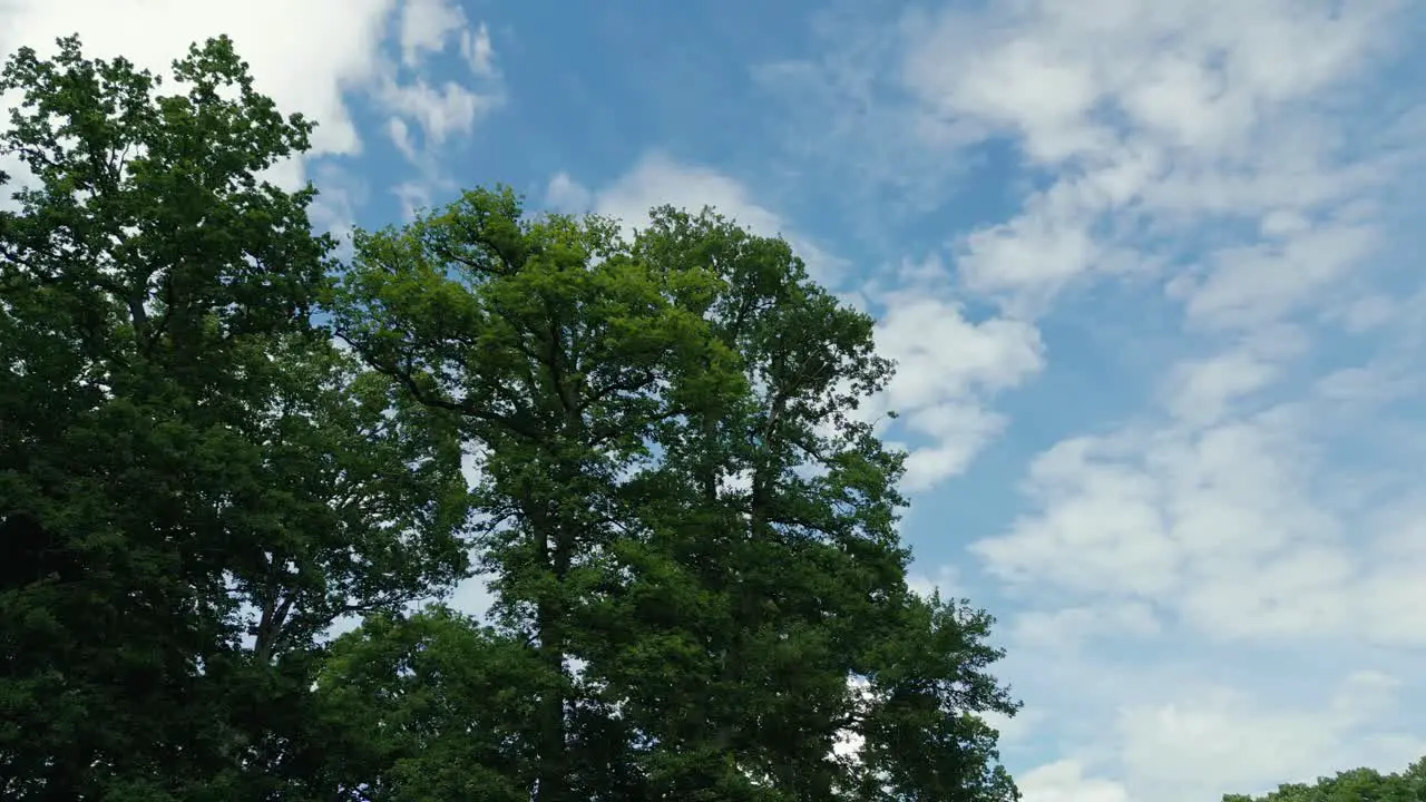 4K Cinematic nature footage of a drone rotating around a tree in the middle of a field in Normandy France on a sunny day