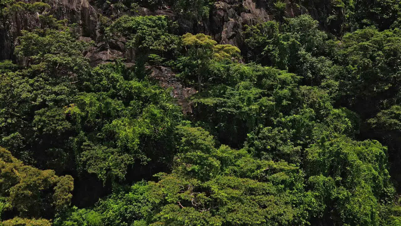 Drone tracking shot of tropical jungle and rocky cliff