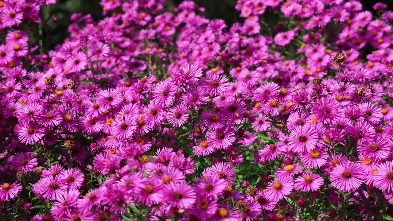 Buzzing Beauty Bees and the Purple Arlington Flower