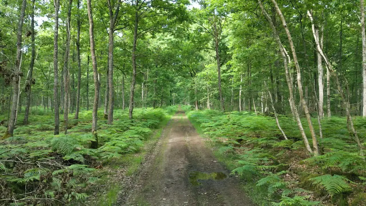 4K Cinematic nature footage of a drone flying over a footpath in the middle of the forest in Normandy France on a sunny day