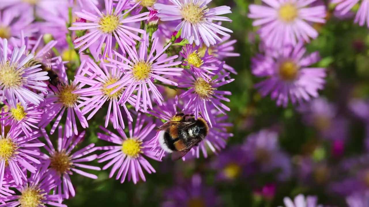 Buzzing Beauty Bee and Bumblebee the Purple Arlington Flower