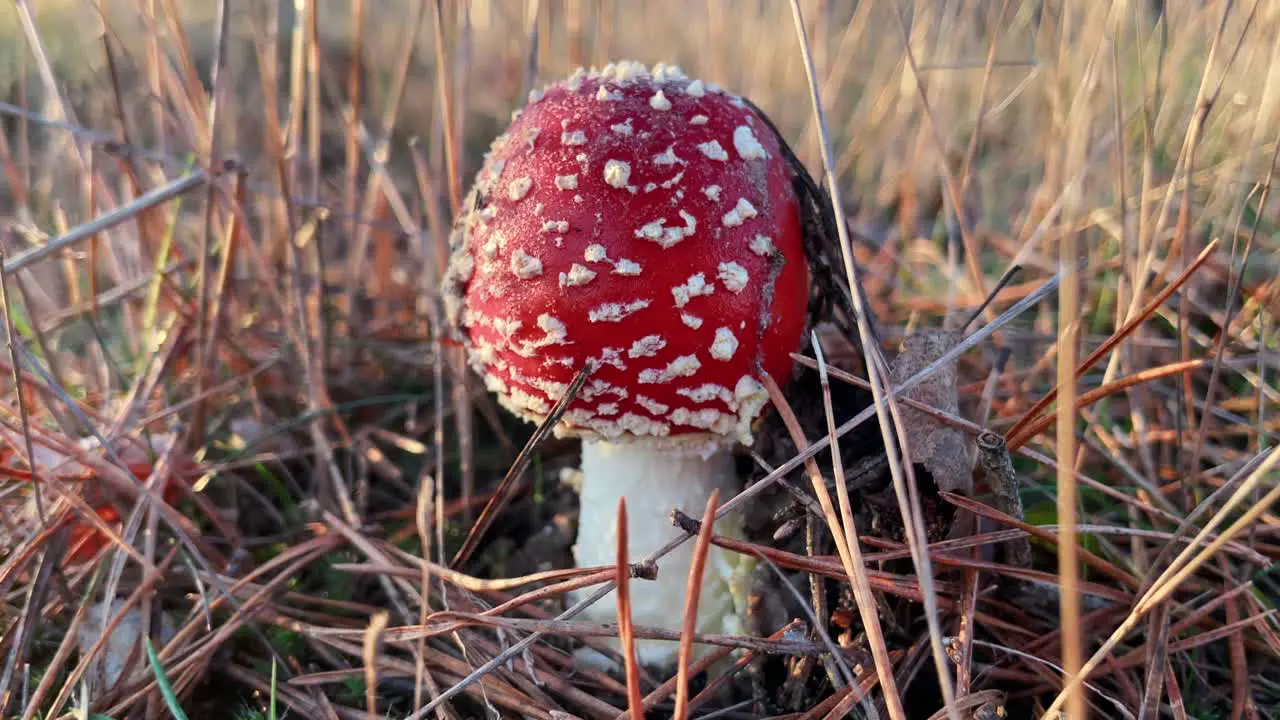 Mushroom Amanita Muscaria Canberra Macro Close Up