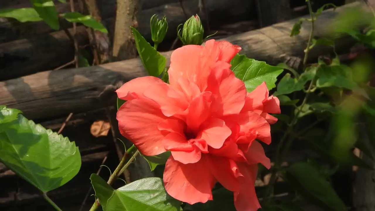 Hibiscus Beautiful flower red green 