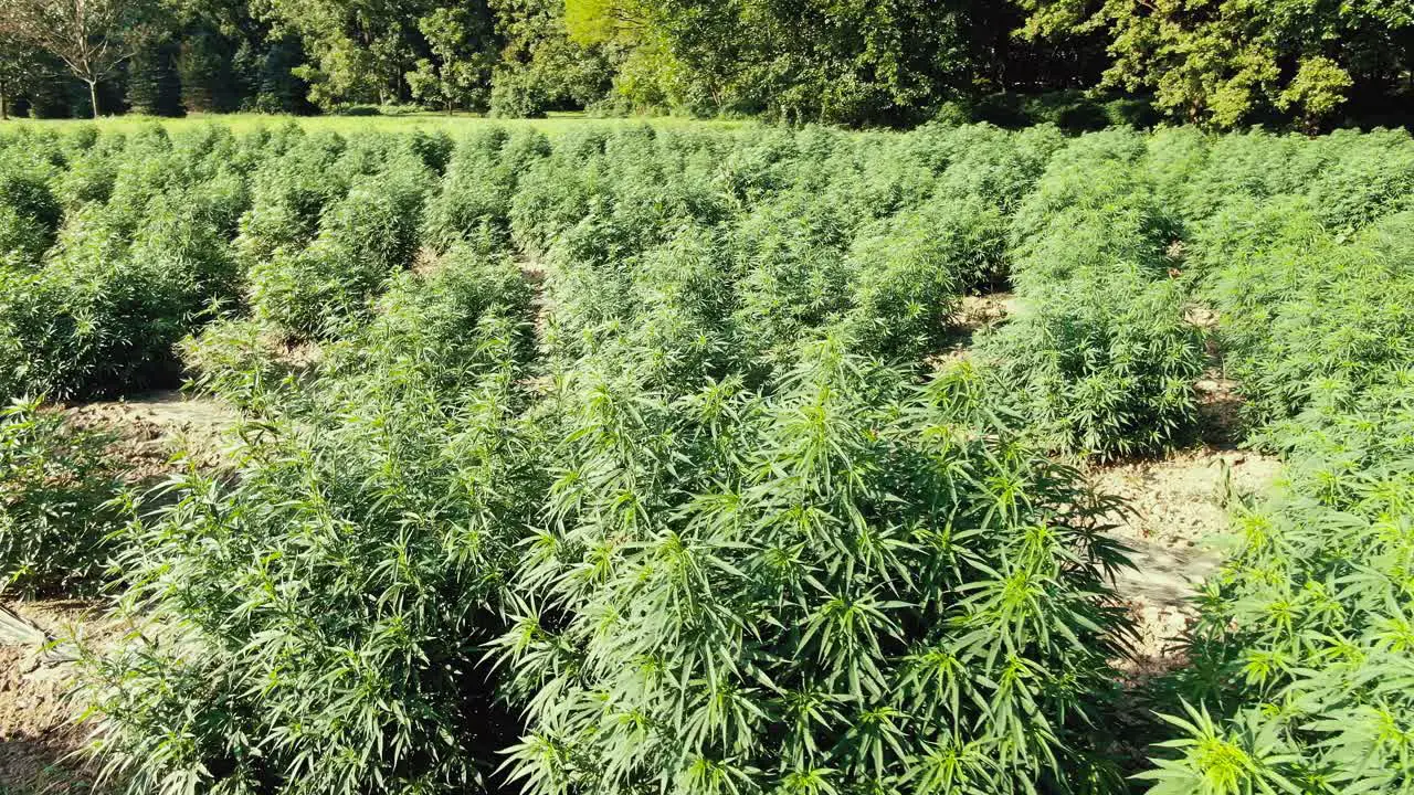 Close up turning shot above field full of green growing marijuana plants in Pennsylvania